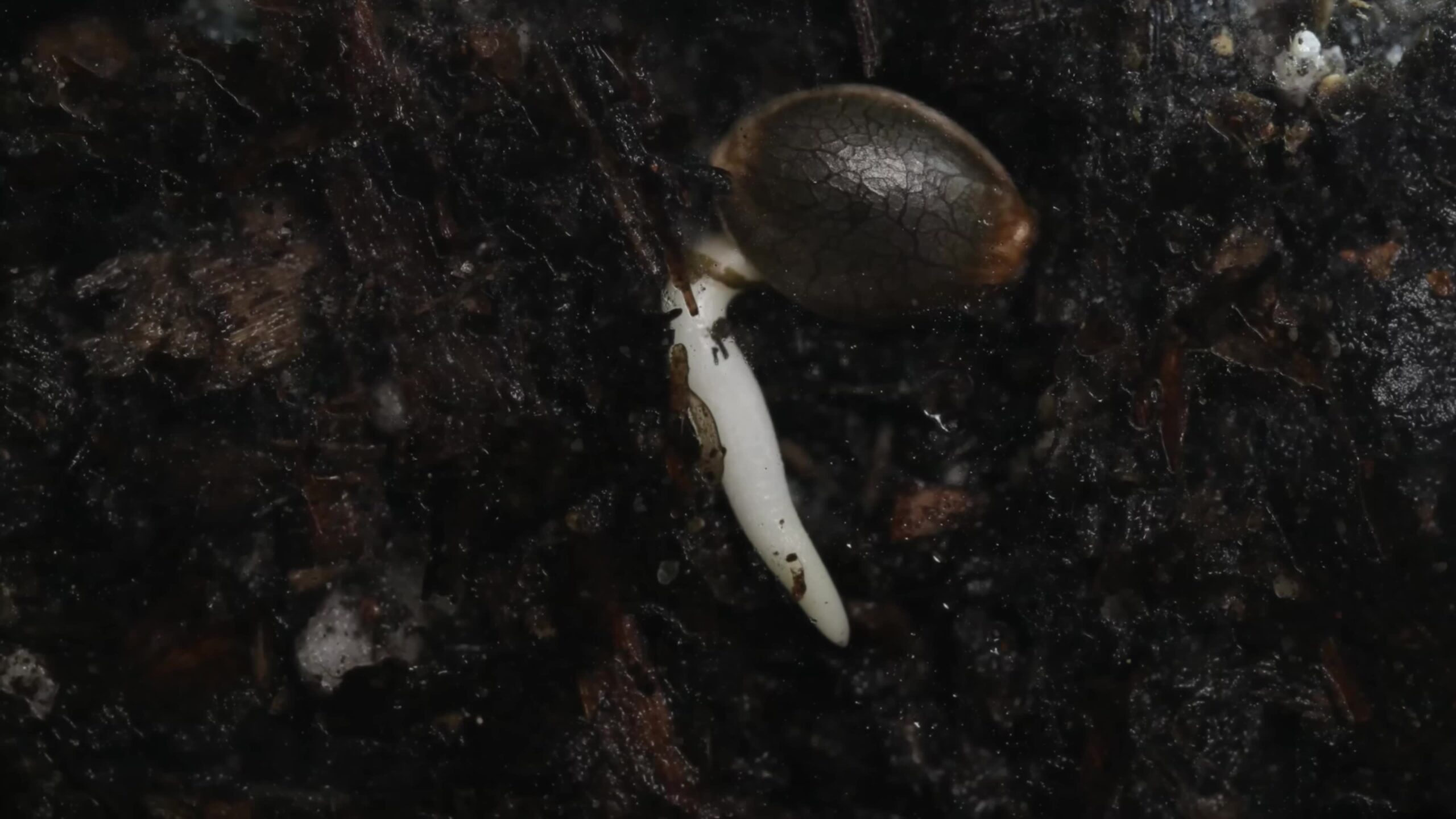 Cannabis seeds in the germination process