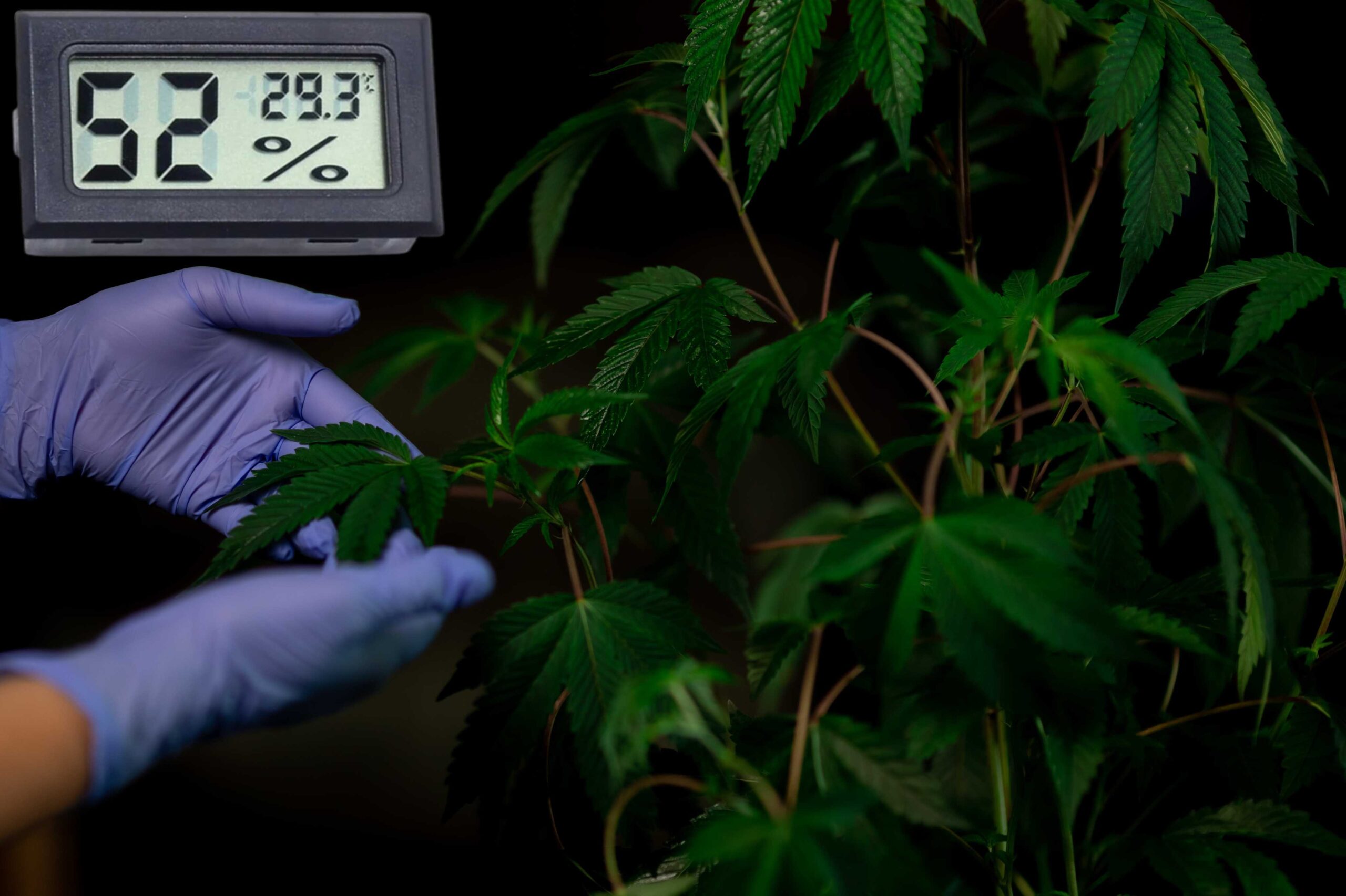 Monitoring temperature in a cannabis grow room.