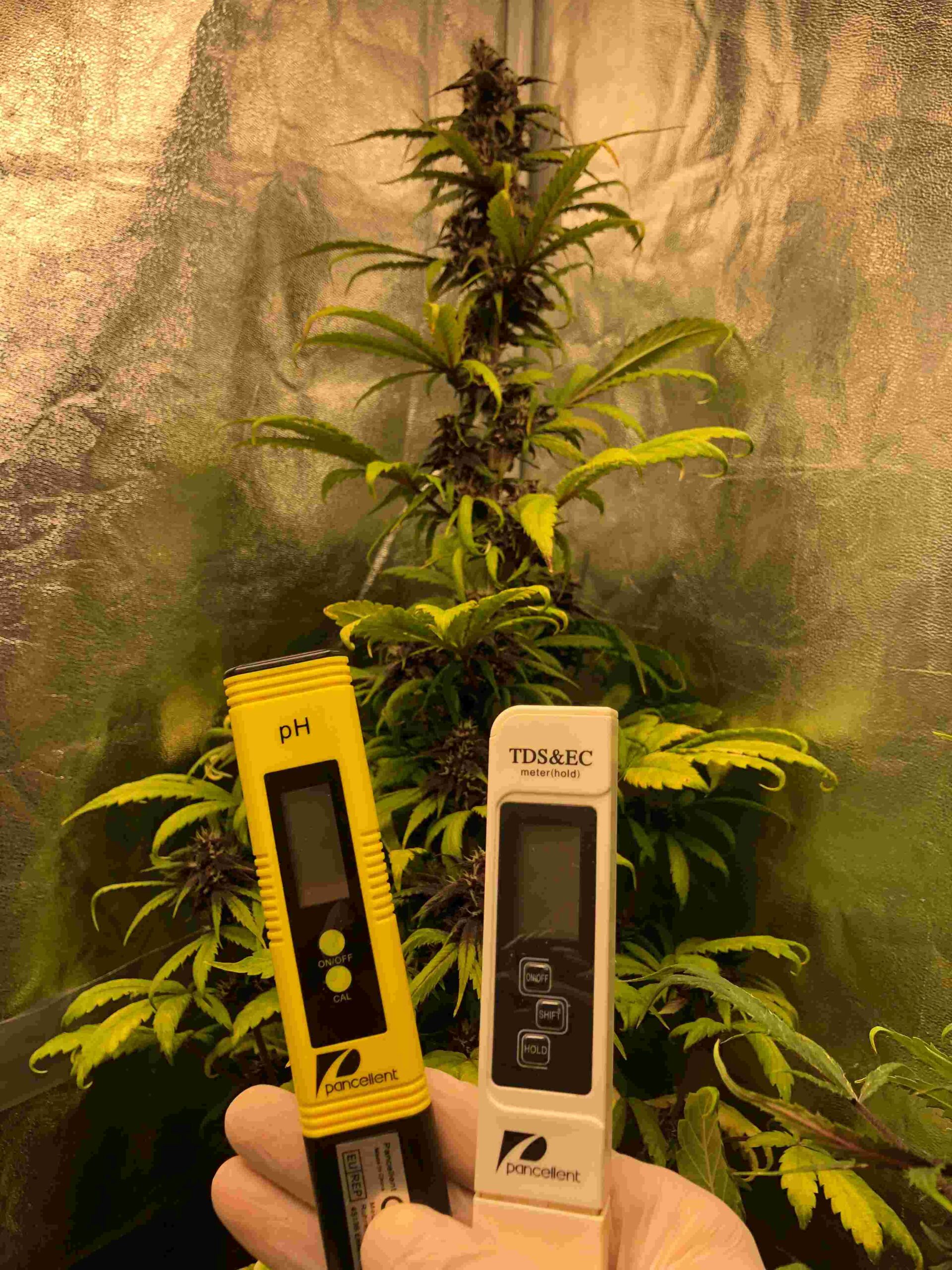 Testing pH and EC in a cannabis grow.