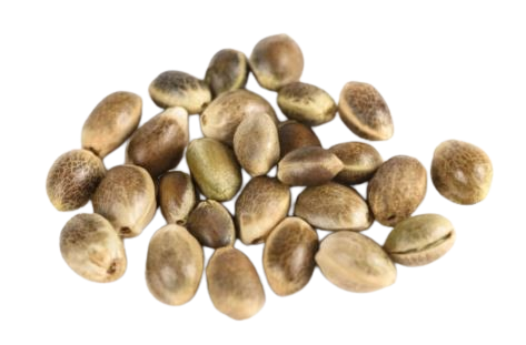 Assortment of cannabis seeds.